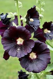 Flower Seeds, Seeds for Planting, Plant Seeds