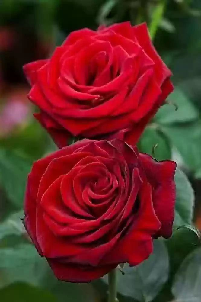 Rose Flower Seeds for Planting - Dark Red 100 pcs