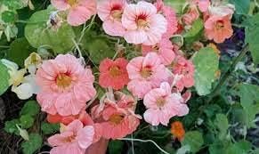 Flower Seeds, Seeds for Planting, Plant Seeds