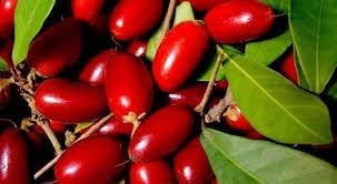 miracle seed plant Black Mission Fig Seeds – Heirloom Non-GMO Fruit Seeds for Garden Planting 100 pcs