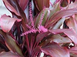 cordyline plant flower seeds