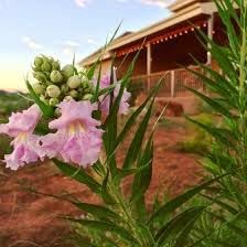 chilopsis flower flower seeds