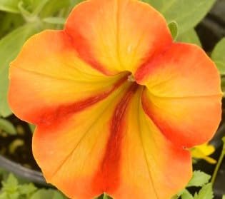 Flower Seeds, Seeds for Planting, Plant Seeds