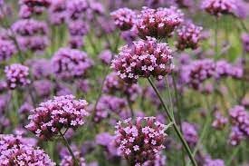 Flower Seeds, Seeds for Planting, Plant Seeds