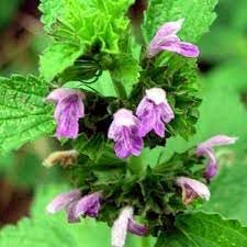 ballota nigra flower seeds