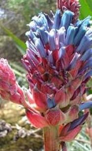 Flower Seeds, Seeds for Planting, Plant Seeds