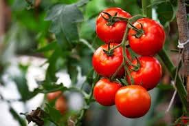 Tomberry Tomato Seeds for Planting