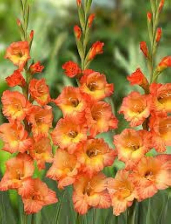 Organic Yellow Red Gladiolus Flower Seeds for Planting – Heirloom, Non-GMO, High Germination Perennial Blooms