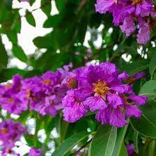 Flower Seeds, Seeds for Planting, Plant Seeds