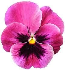 Pink Red Pansy Flower Seeds