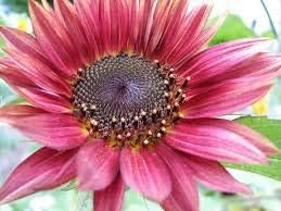 Pink Mini Sunflower Seeds for Planting