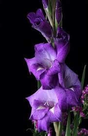 Flower Seeds, Seeds for Planting, Plant Seeds