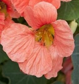 Flower Seeds, Seeds for Planting, Plant Seeds