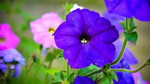 Lavender Hanging Petunia Flower Seeds for Planting
