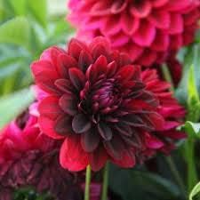 Flower Seeds, Seeds for Planting, Plant Seeds