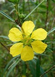 sinicuichi flower flower seeds