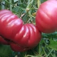 Giant Tomato Seeds for Planting