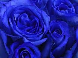 Flower Seeds, Seeds for Planting, Plant Seeds