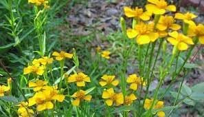 Flower Seeds, Seeds for Planting, Plant Seeds