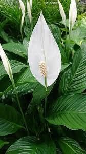 spathiphyllum flower flower seeds