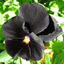 heirloom wanchen flower seeds