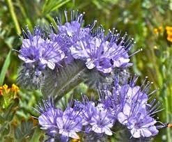 Flower Seeds, Seeds for Planting, Plant Seeds