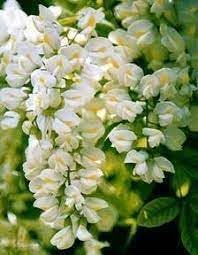 pagoda flower flower seeds