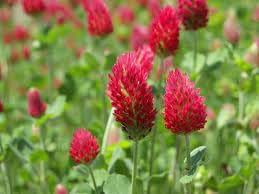 manure flower flower seeds