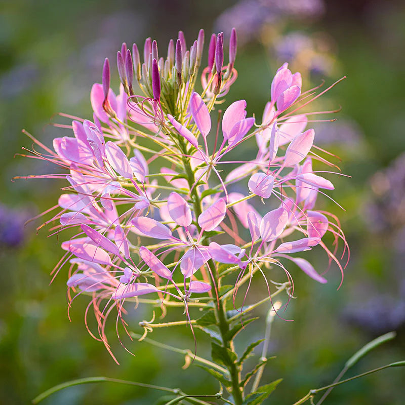 Pink Cleome Flower Seeds for Planting – Heirloom, Non-GMO Flower Seeds with Delicate Petals