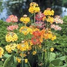 heirloom non flower seeds