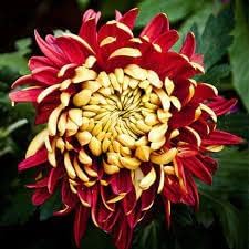 Flower Seeds, Seeds for Planting, Plant Seeds