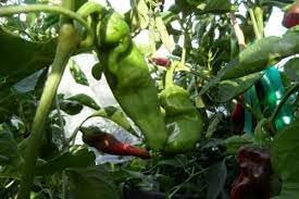 Gernika Pepper Seeds