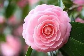 pink white flower seeds