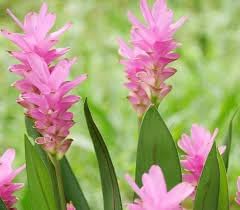 curcuma flower flower seeds