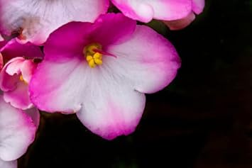 pink white flower seeds