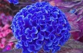 blue cockscomb flower seeds