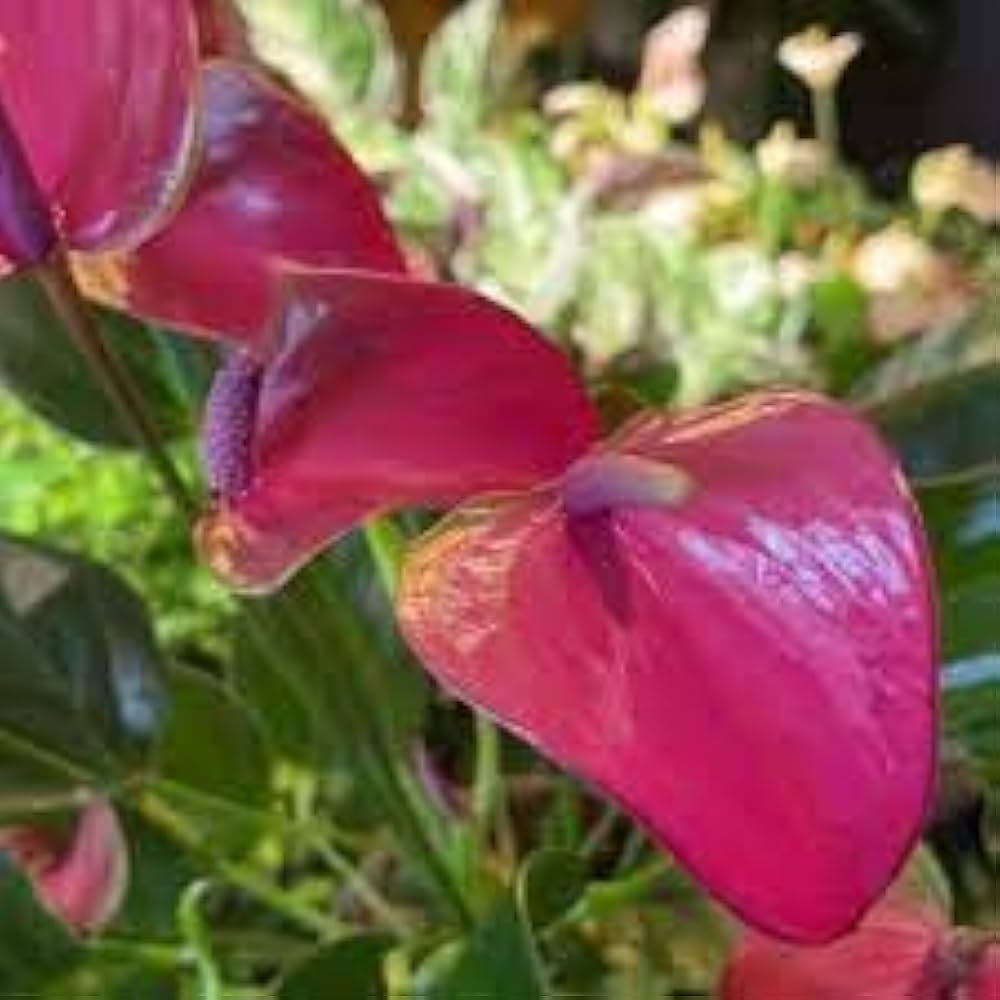 green pink flower seeds
