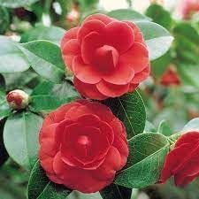 organic camellia flower seeds
