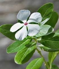 Flower Seeds, Seeds for Planting, Plant Seeds