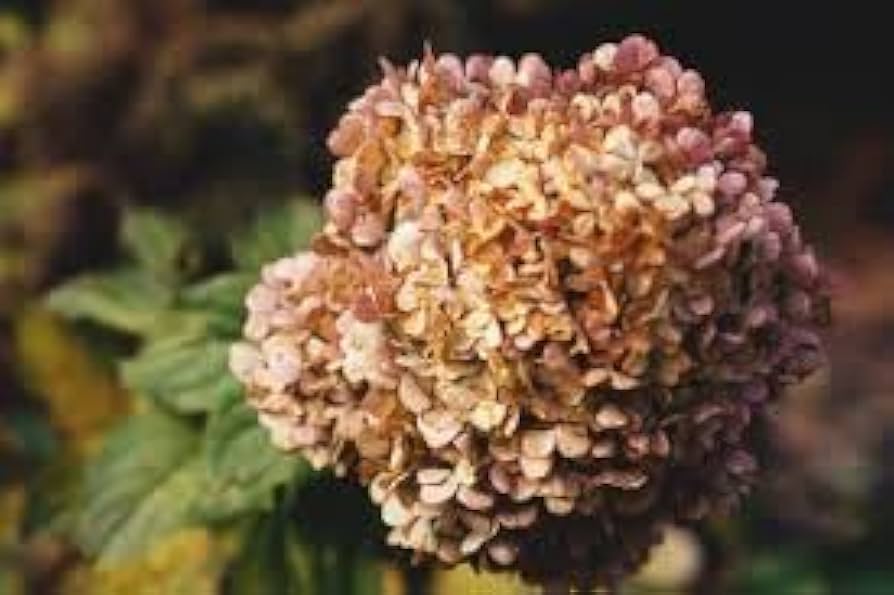 Hydrangea Flower Seeds Brown for Planting, 100 pcs