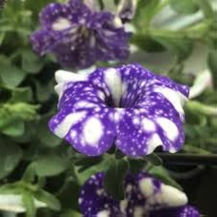 tacoli bonsai flower seeds
