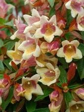 Flower Seeds, Seeds for Planting, Plant Seeds