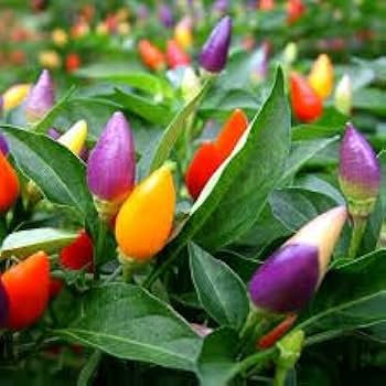 Mixed Chili Pepper Seeds for Planting - 100 pcs