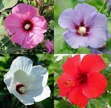heirloom hibiscus flower seeds
