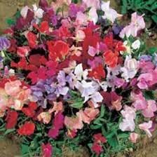 sweet pea flower seeds