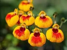 yellow red flower seeds