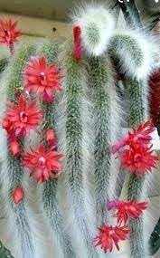 Flower Seeds, Seeds for Planting, Plant Seeds