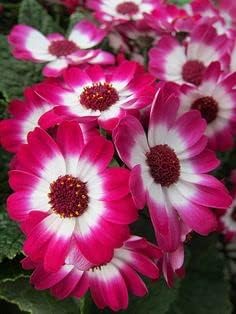 pink white flower seeds