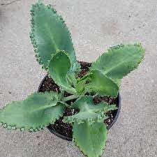Flower Seeds, Seeds for Planting, Plant Seeds