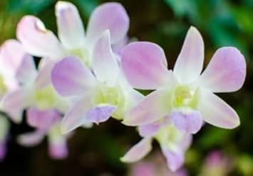 Flower Seeds, Seeds for Planting, Plant Seeds